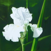 iris-blanc-50x50.jpg-1022x1024
