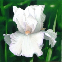 iris-blanc-lisere-mauve-40-x-40-1024x1024