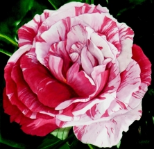 la-rose-striee-de-blanc-50x50.jpg-1024x992