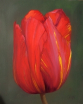 tulipe